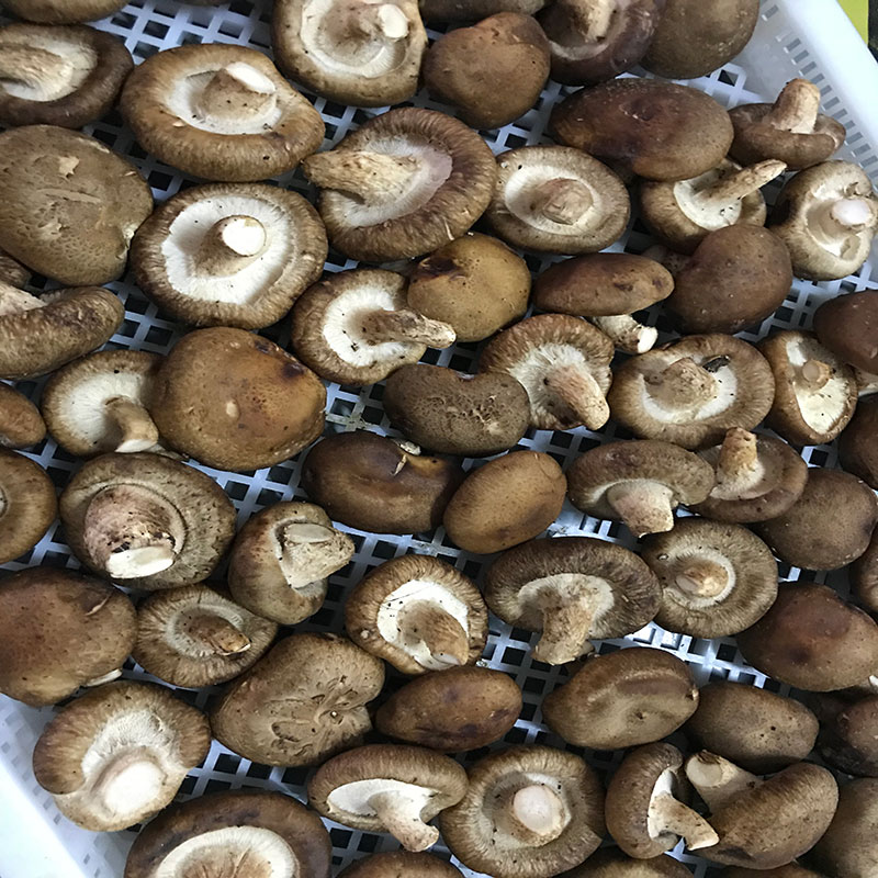 香菇烘干機(jī)