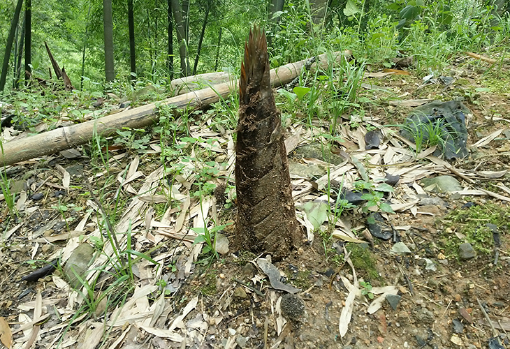 筍干烘干機