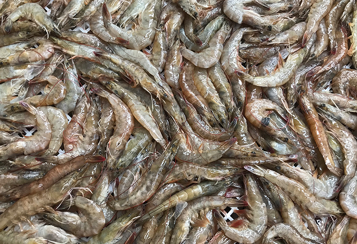 蝦米烘干機(jī)
