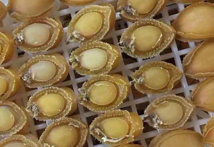 鮑魚烘干機(jī)