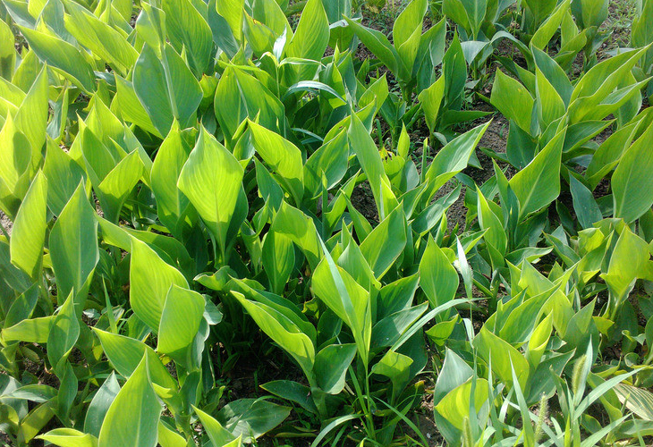 粽葉烘干機(jī)