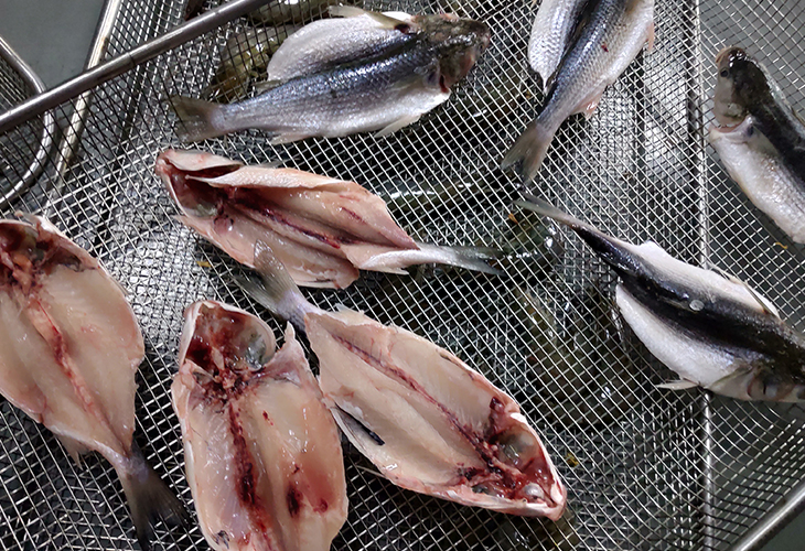 臘魚烘干機(jī)